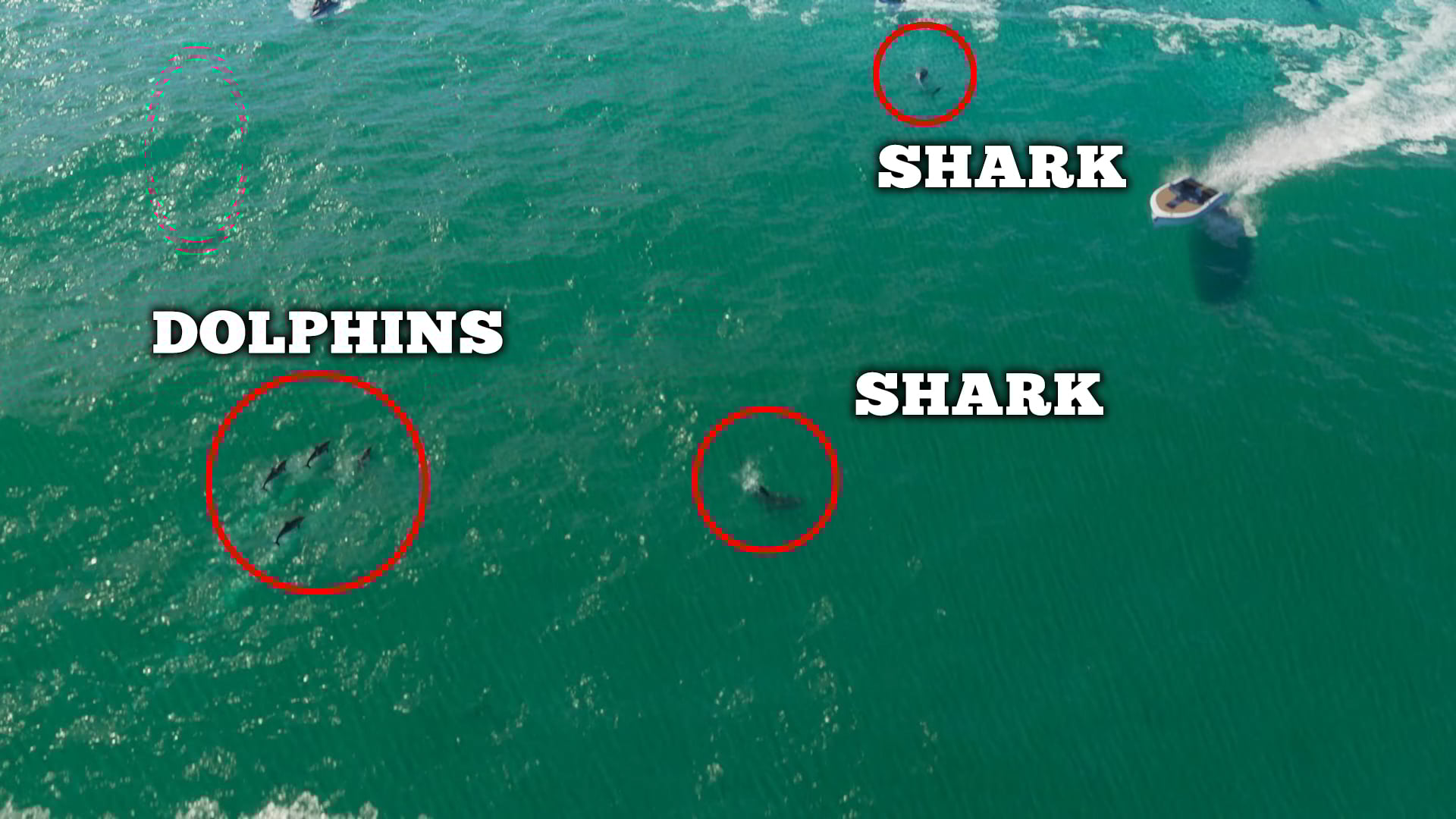 New marine life variants.