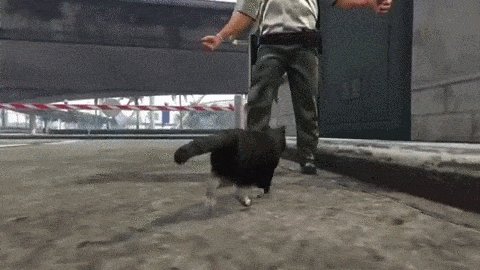 Gta V: Become A Hawk, Coyote, Or Even A Cat