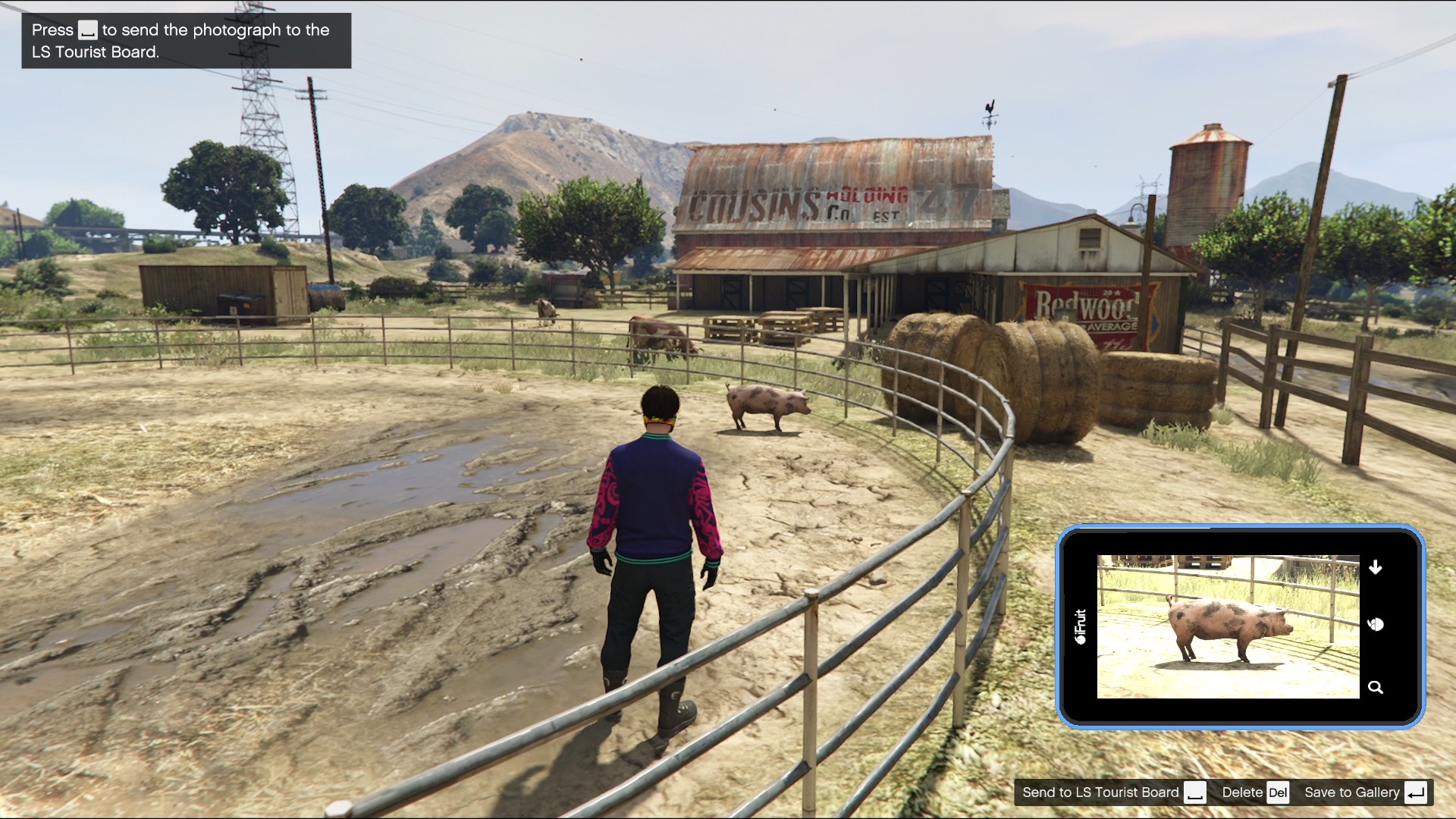 Multiple pigs were found inside a pen at the Grapeseed Cow Farm.