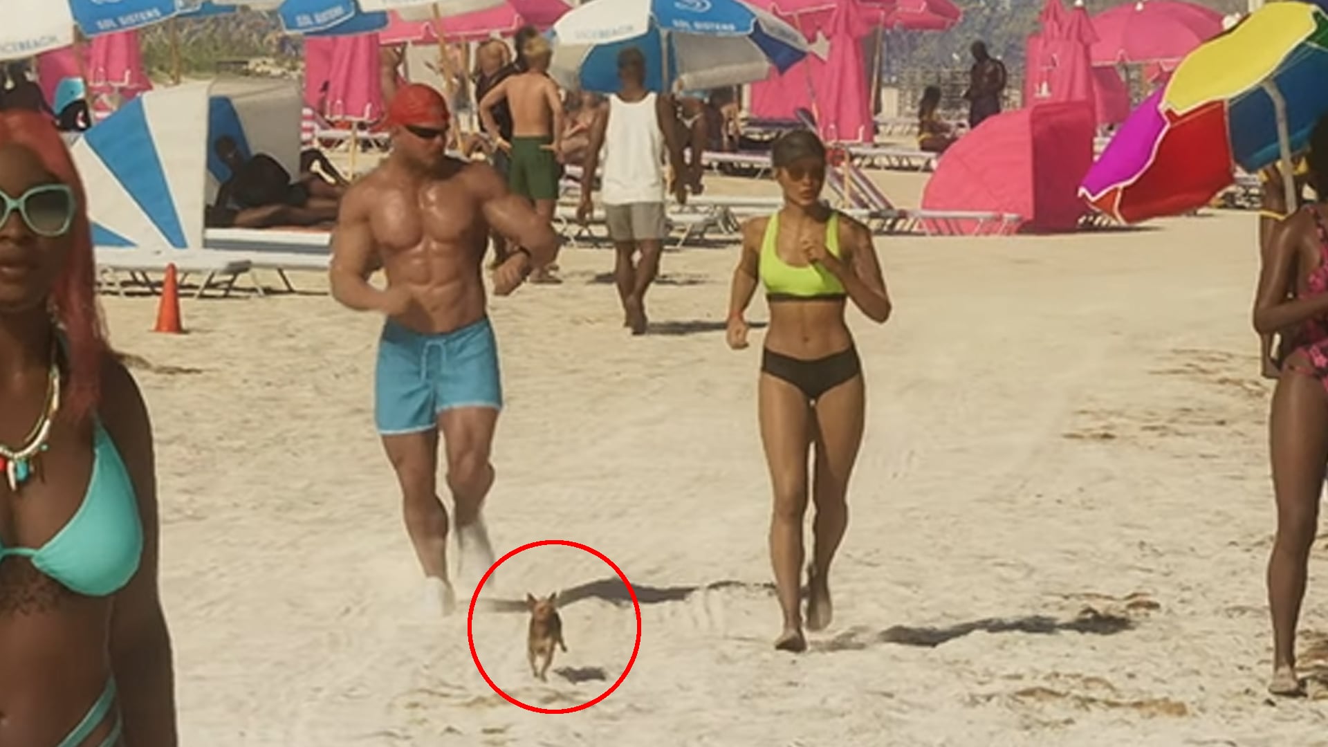 This sparks speculation about the potential inclusion of a highly requested pet feature for players.