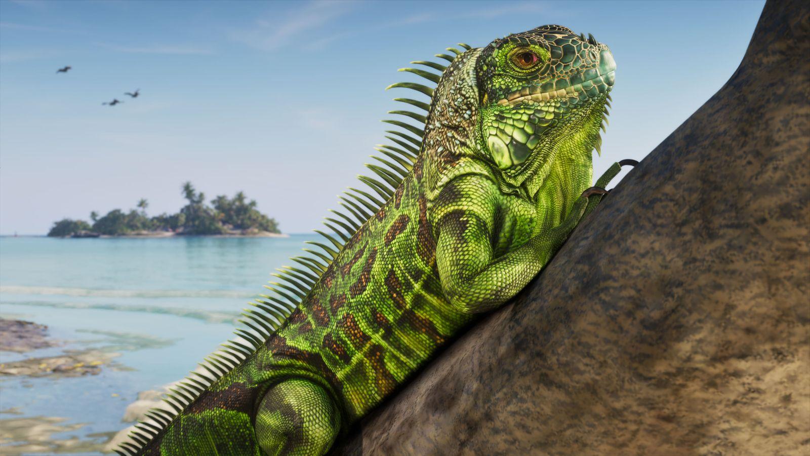 An iguana rests on a tree beside the water in the Leonida Keys.