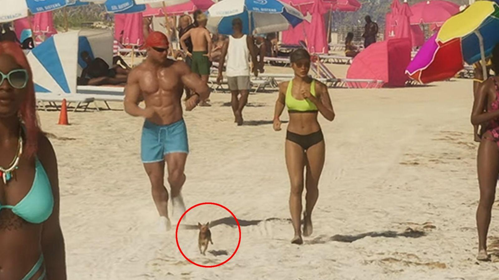 This sparks speculation about the potential inclusion of a highly requested pet feature for players.