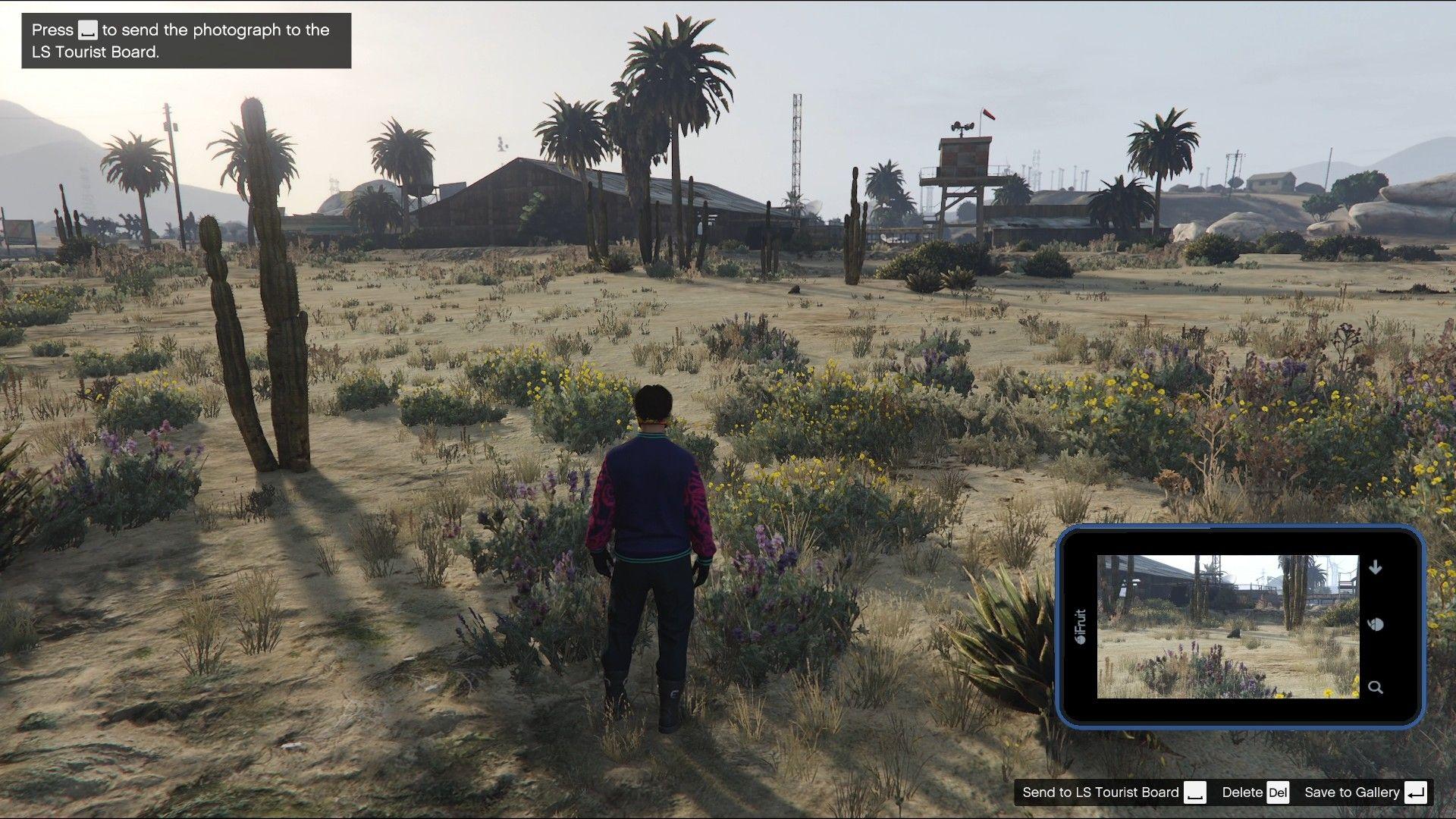 Coyote found near Sandy Shores Airfield.