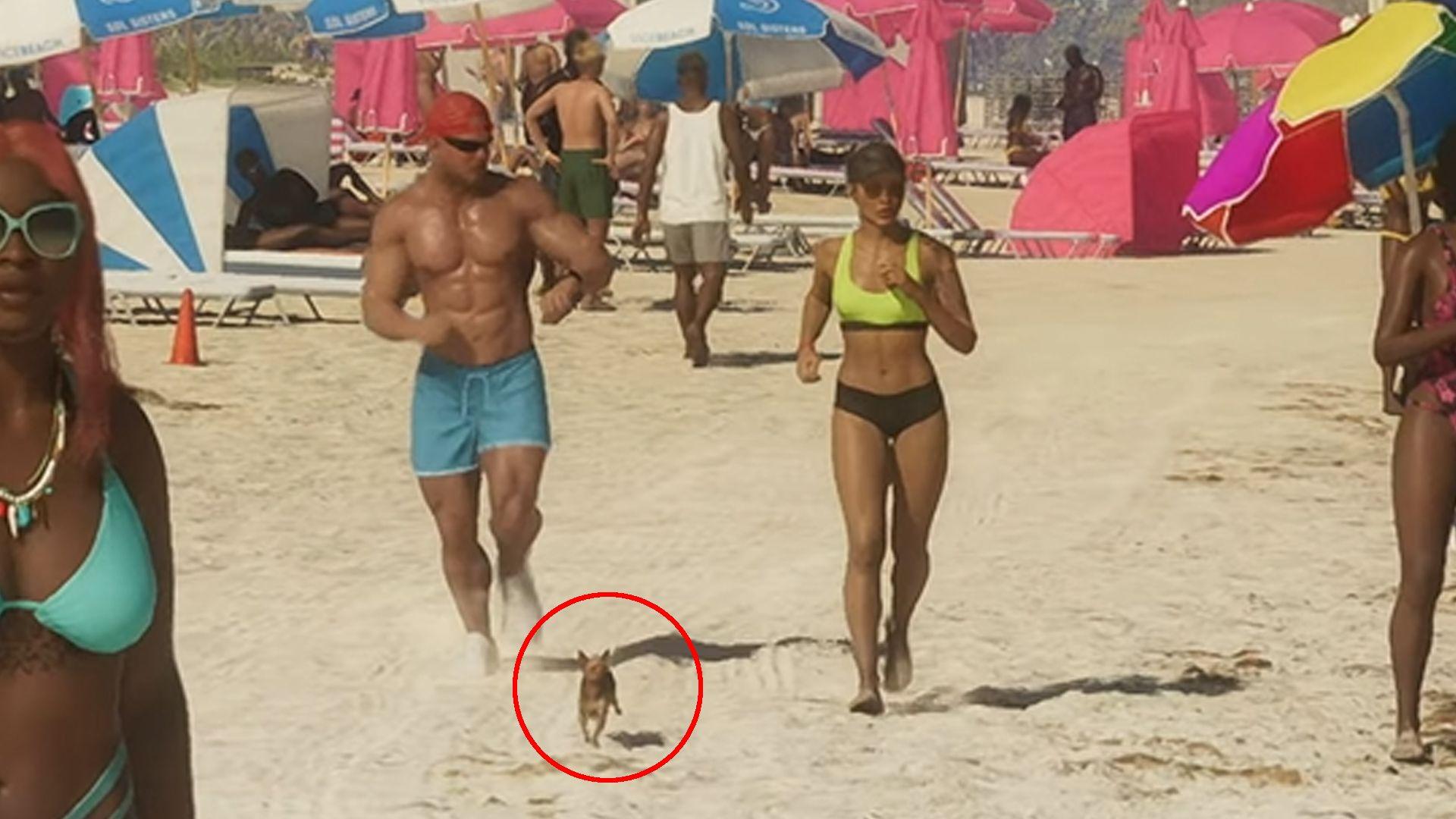 This sparks speculation about the potential inclusion of a highly requested pet feature for players.