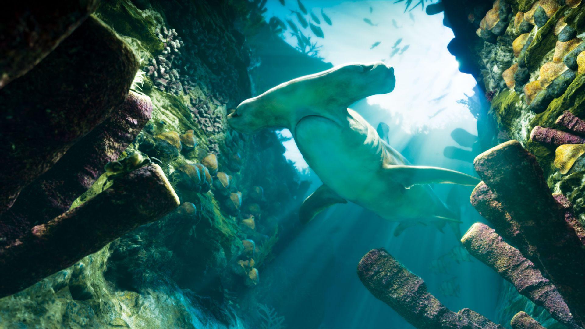 A hammerhead shark swims through an underwater rocky passage.