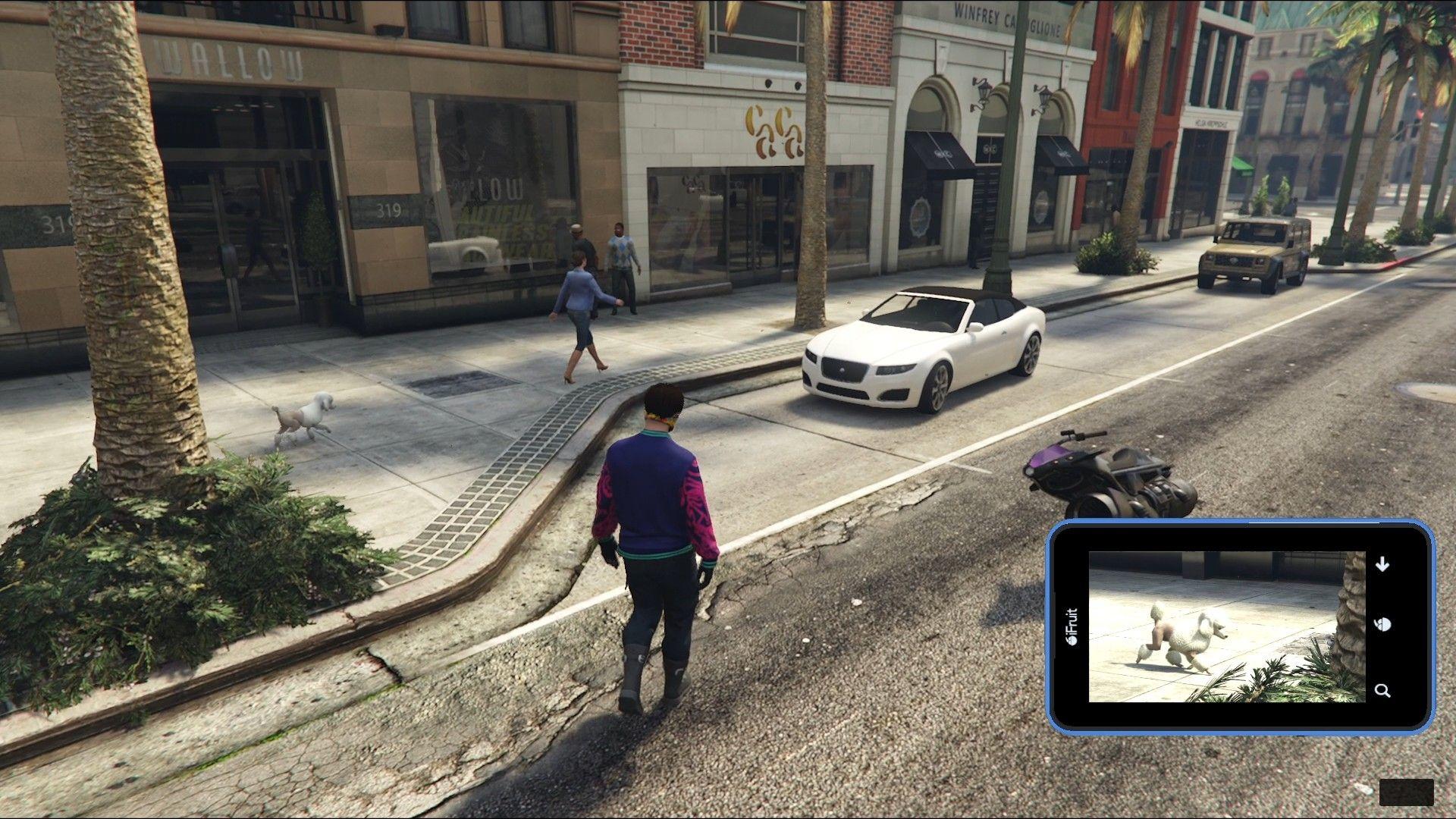 Poodle found on the streets of Rockford Hills.