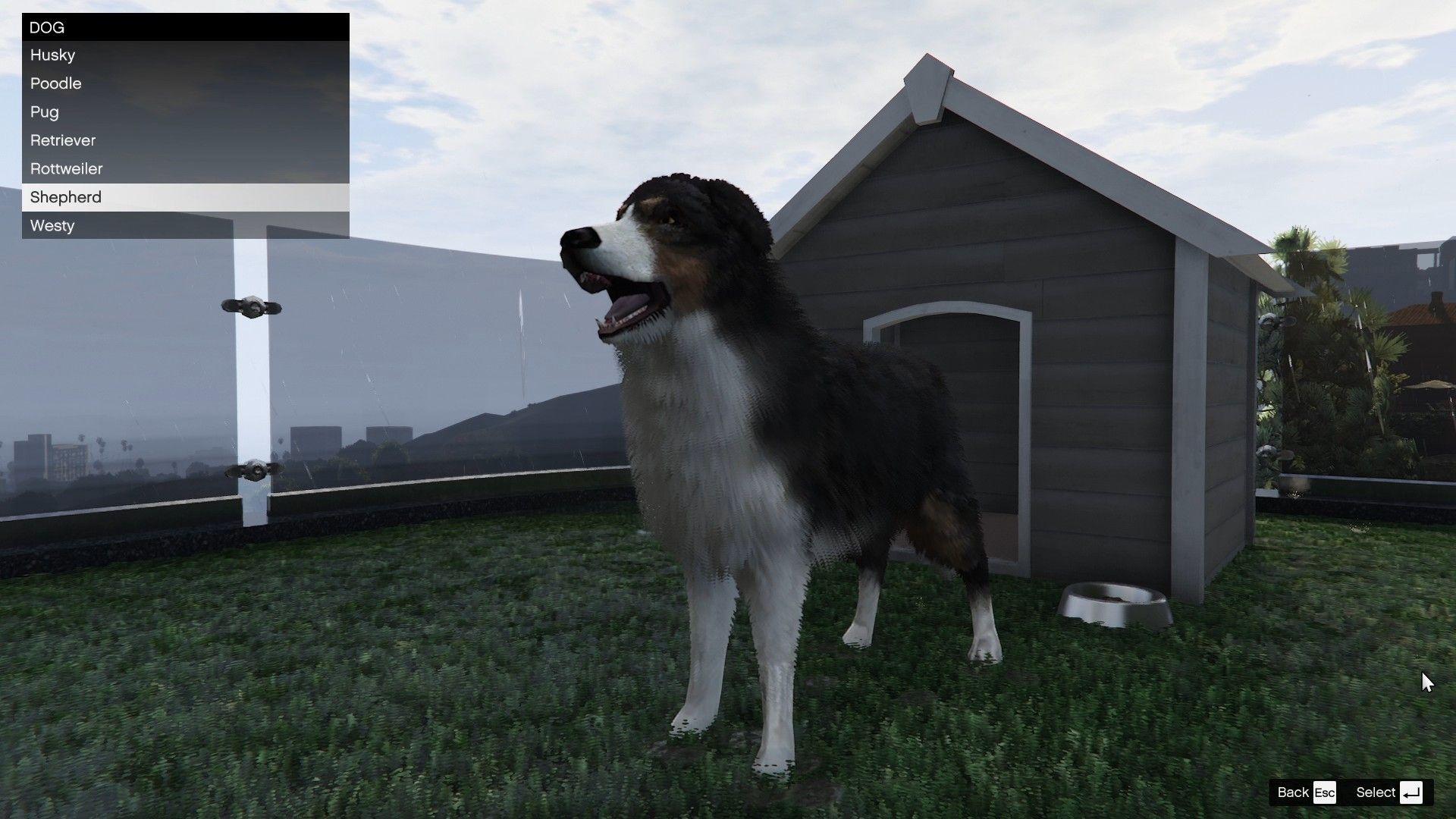 You can either own a dog or a cat as a pet inside your mansion