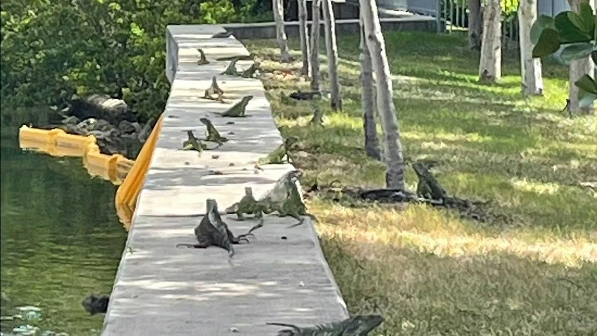 Swarm of Iguana on Miami Beach residential area as seen on ABC's Local News 10.