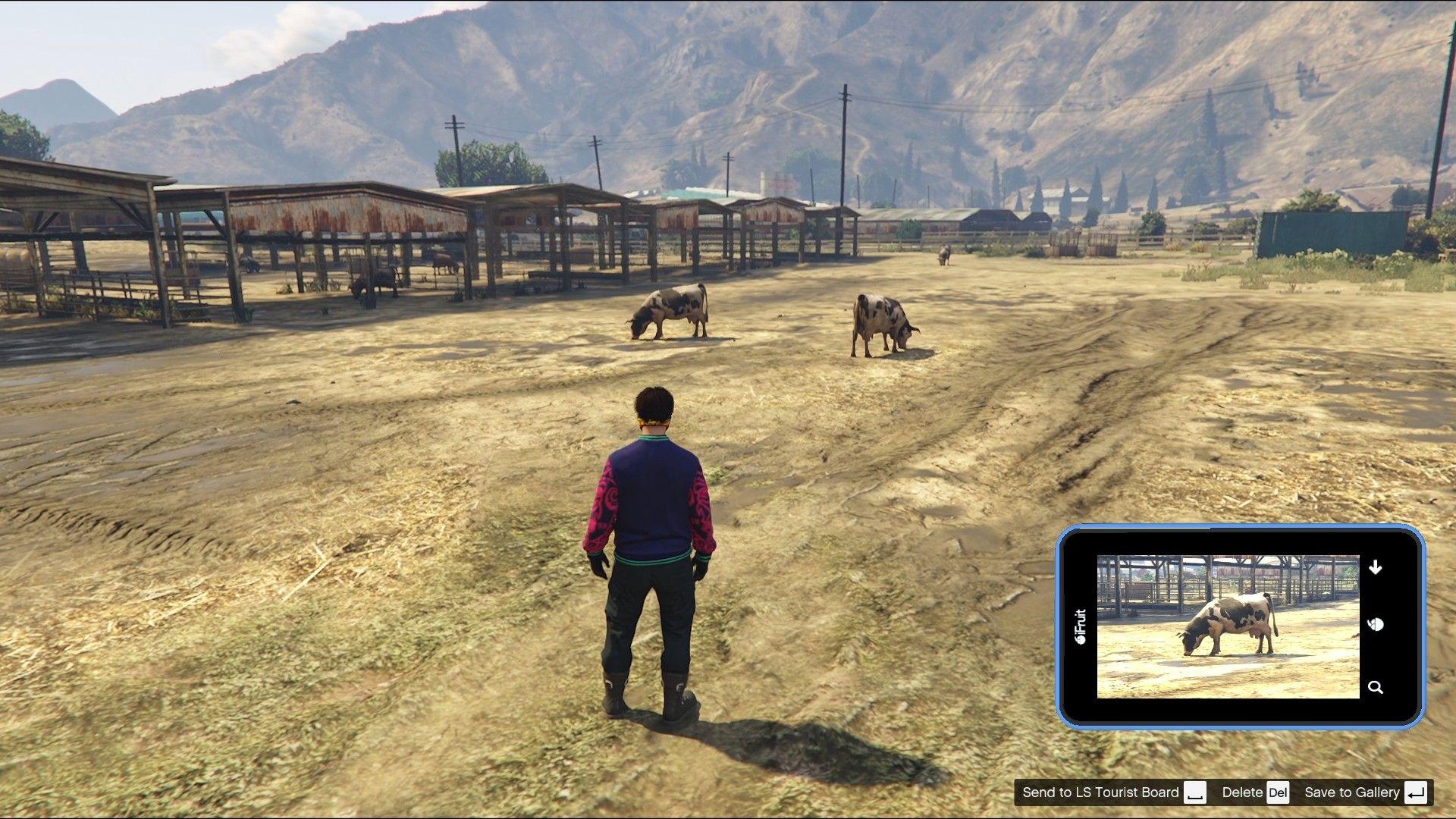 Multiple cows can be found at the Grapeseed Cow Farm.